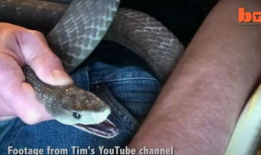 蛇的视频,视频揭秘蛇的神秘生活